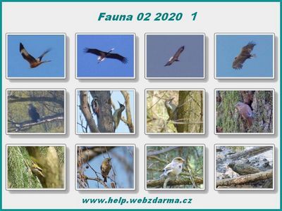 fauna 2020 01